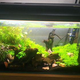 絨毯計画水槽(*^^*)の画像