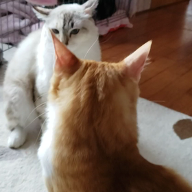 兄弟猫パンチの画像
