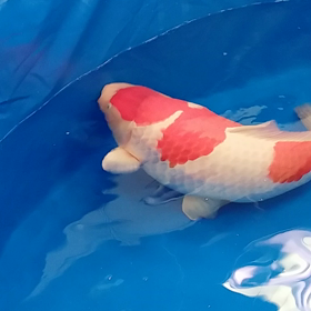 いいこいの画像