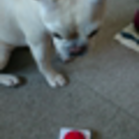 ピンポ～ンの画像