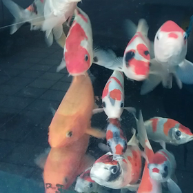 ほしほし欲しいよ～の画像