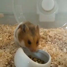 ゴールデンハムスターのきなこちゃん☆人の前でもエサを食べるように♪の画像