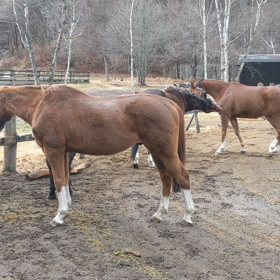 DD.コマ.クリュー＆ソックスの画像