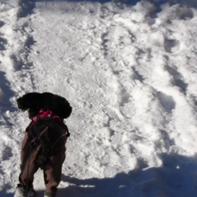 本日のお散歩の画像