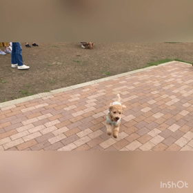 ドッグラン♪ 〜れお君〜の画像