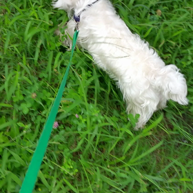 気功爺さんに会うの画像