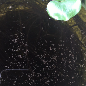 順調ですの画像