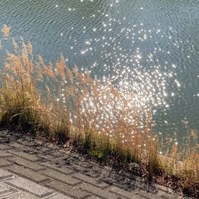 水面がキラキラ、きれいだったので。の画像