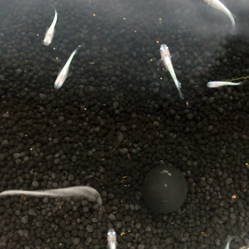 キレイなメダカの画像