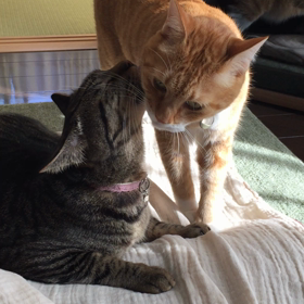 あさぎの予防接種の画像