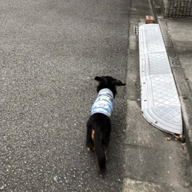 cocoaの日課の画像