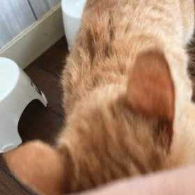 朝から猛烈アプローチ！の画像