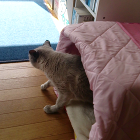 うちの愛猫 金太くんの画像