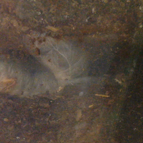 満月の日にの画像