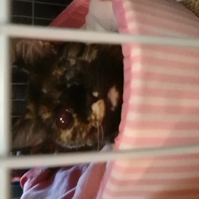 なうの闘病日記part5の画像