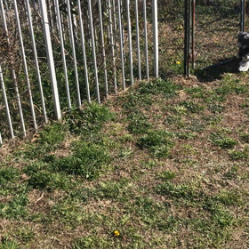 小型犬幼稚園の画像