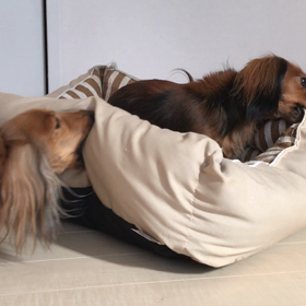 ベッドを壊す！！の画像