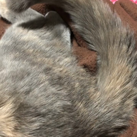 らむちゃん❤️の画像