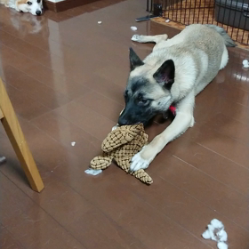 元野犬のジュラシックパーク⁉️の画像