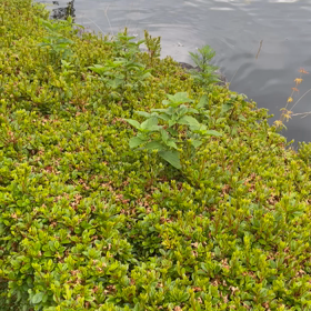 ガー子。の画像