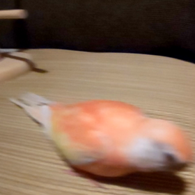 インコさんと仲良くなる為に・・・の画像