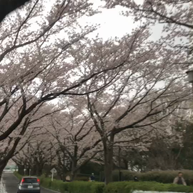 桜の花道の画像