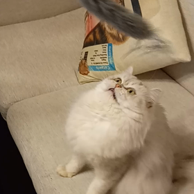 猫被ってたの画像