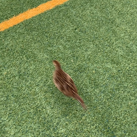 乱入者！！？の画像