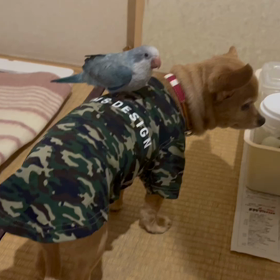 明日より通常営業です！！の画像