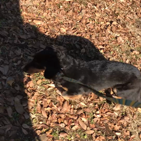 ♪お散歩動画♪代々木公園♪の画像