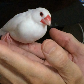 氣功の力の画像