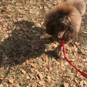 ♪お散歩動画♪代々木公園♪の画像