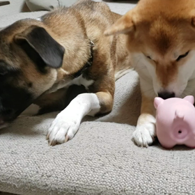 豚のオモチャの画像