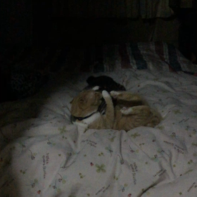 きなこの逆襲の画像