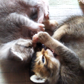 今日の幸せ動画の画像