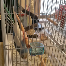 くるりん。の画像