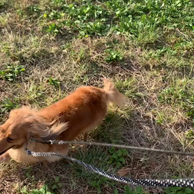 10月23日9わんこと1時間遠足　　代々木公園の画像