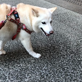 ゆきちゃんの視線の先には…の画像