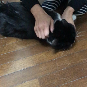 茜ちゃんゴロゴロの画像