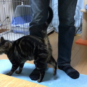 ねこ動画＊旦那さん大歓迎の画像