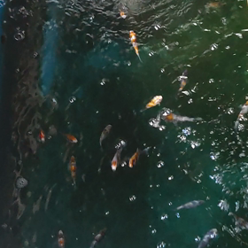 急に蒸し暑いぞ！っと、、、ドラゴン稚魚の画像