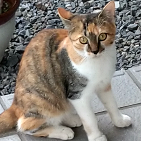 やっと帰ってきたのか、だからご飯は？の画像