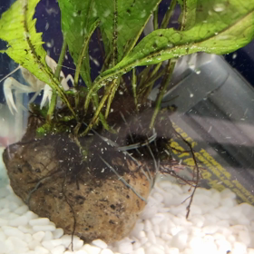 トップくんお仕事いくねの画像