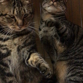 おもちゃに反応！の画像