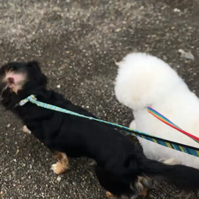 ♪お散歩動画♪お台場海浜公園♪の画像