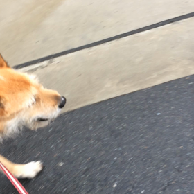 トボトボだいちゃん&むぎちゃんだけのお散歩。の画像