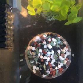 グー・パー／金魚／動画の画像