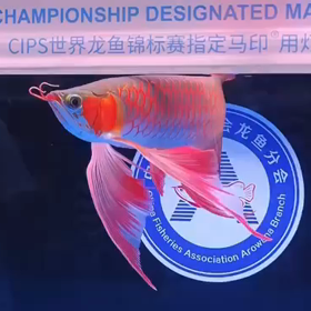 guangzhou chinaの画像