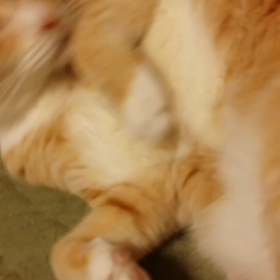 今日は『動く猫でお楽しみください』の画像