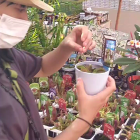 ハエトリグサの画像